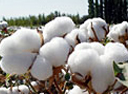 cotton