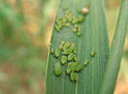 aphids