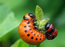 colorado beetle