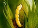 cotton bollworm