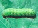 beet armyworm