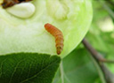 peach fruit moth
