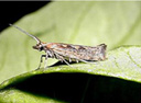 plutella xylostella