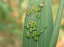 aphids