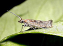 plutella xylostella