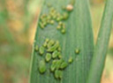 aphids