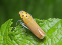 leaf hopper