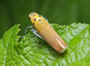 leaf hopper