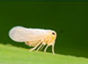 plant hopper