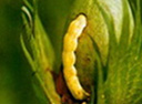 cotton bollworm