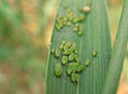 aphids