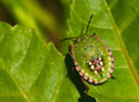 heteroptera