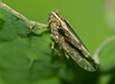 thysanoptera