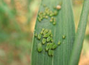 aphids