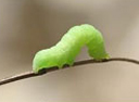 lepidoptera larvae