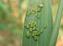 aphids