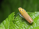 leaf hopper