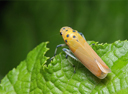 leaf hopper