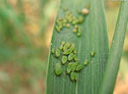 aphids