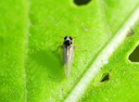 rice leaf roller