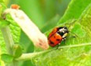 coleoptera