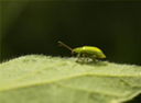 corn rootworm