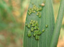 aphids