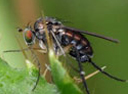 diptera