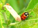 coleoptera