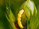 cotton bollworm