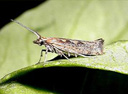 plutella xylostella