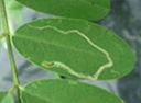 leaf miners