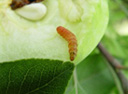 peach fruit moth