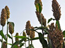 sorghum 