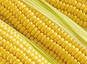 maize