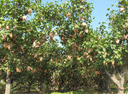 fruit trees