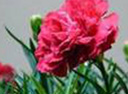 carnations