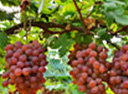 grapes