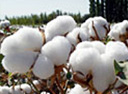 cotton