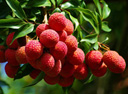 litchi