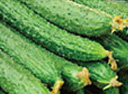 cucumber