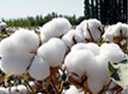 cotton