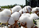 cotton