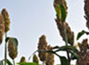 sorghum