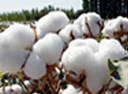 cotton