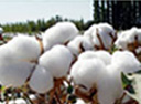 cotton