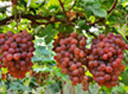 grapes