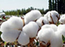 cotton