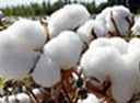 cotton