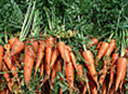 carrots